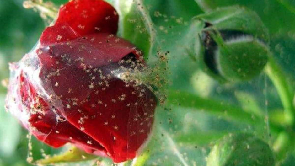 Как бороться с паутинным клещом 6.jpg