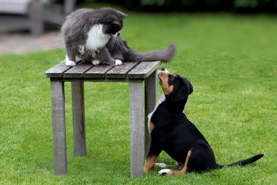 Щенок и кот.png