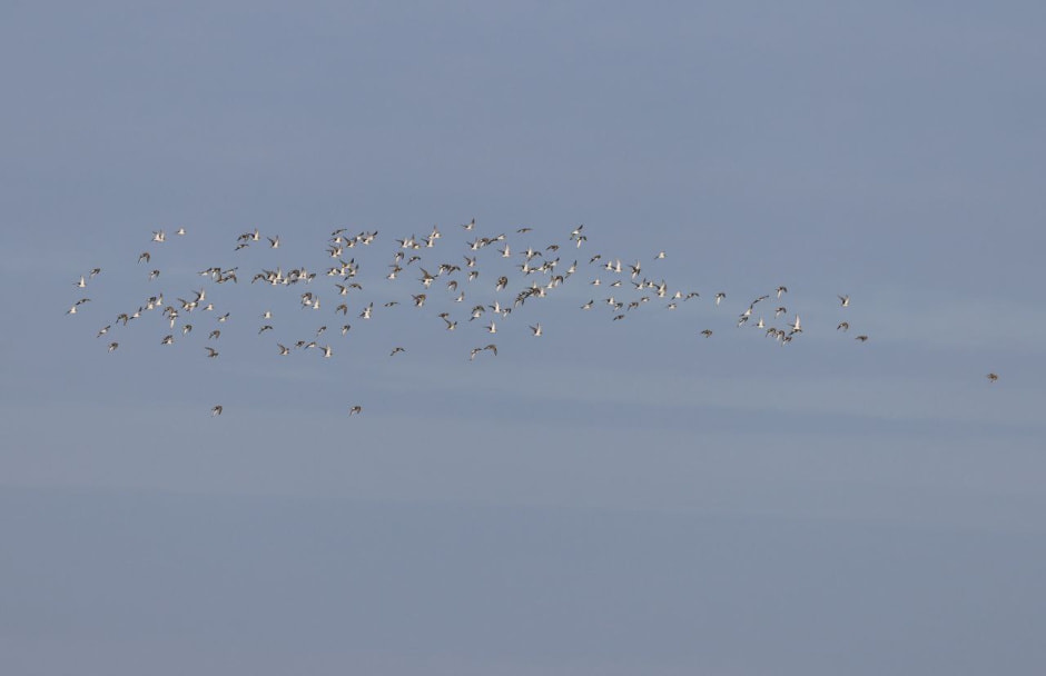 Инна Шкурко_ржанки_27-02-2024.jpg