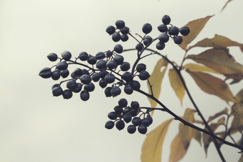 арония3 (1).jpg