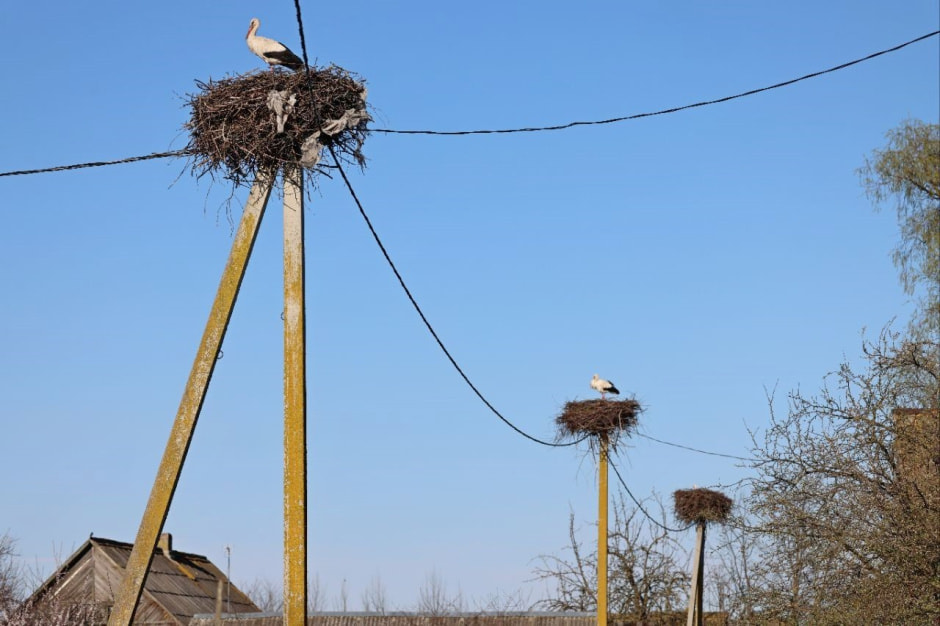 Аисты в деревне Малешев 21.jpg