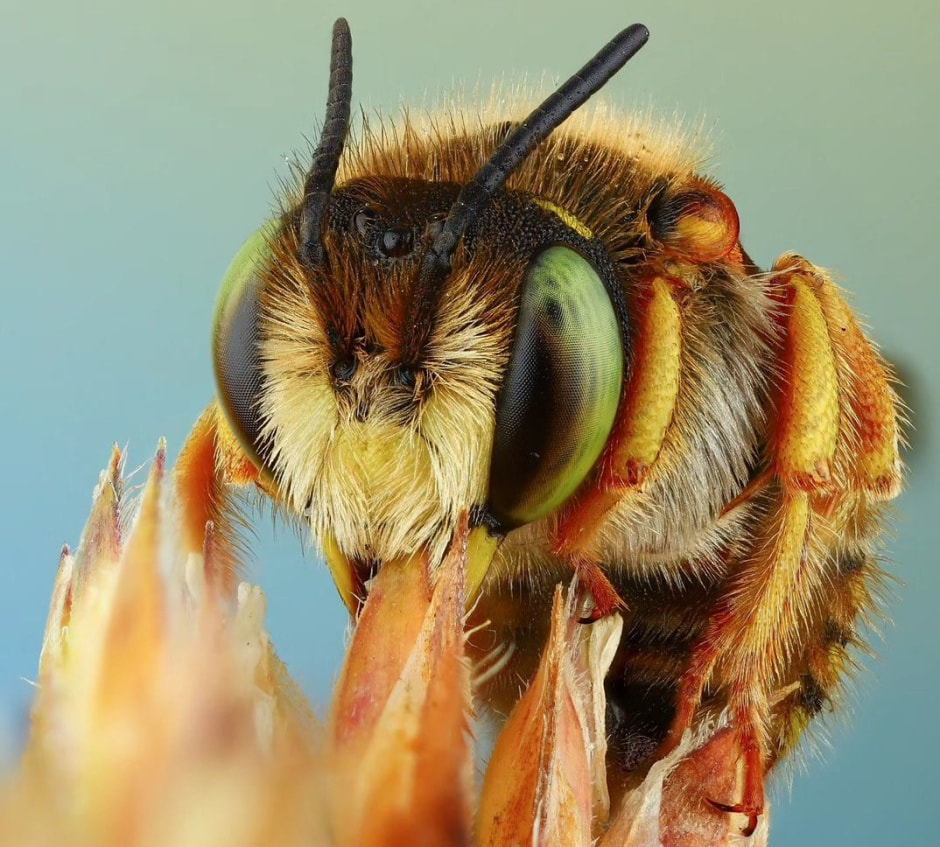 Пчела шерстобит.jpg
