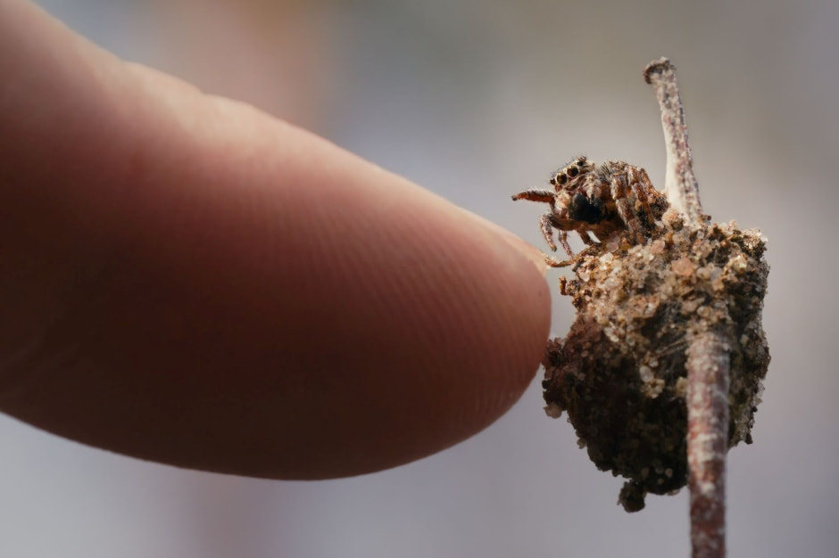 Финалисты конкурса Дикая природа Беларуси-2024 12.jpg