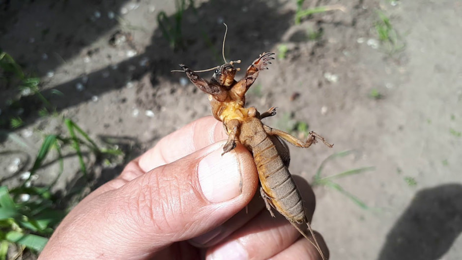 сад-огород.jpg сад-огород.jpg