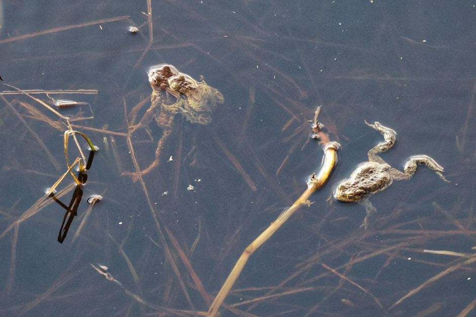 34-Брачные игры серых жаб.jpg
