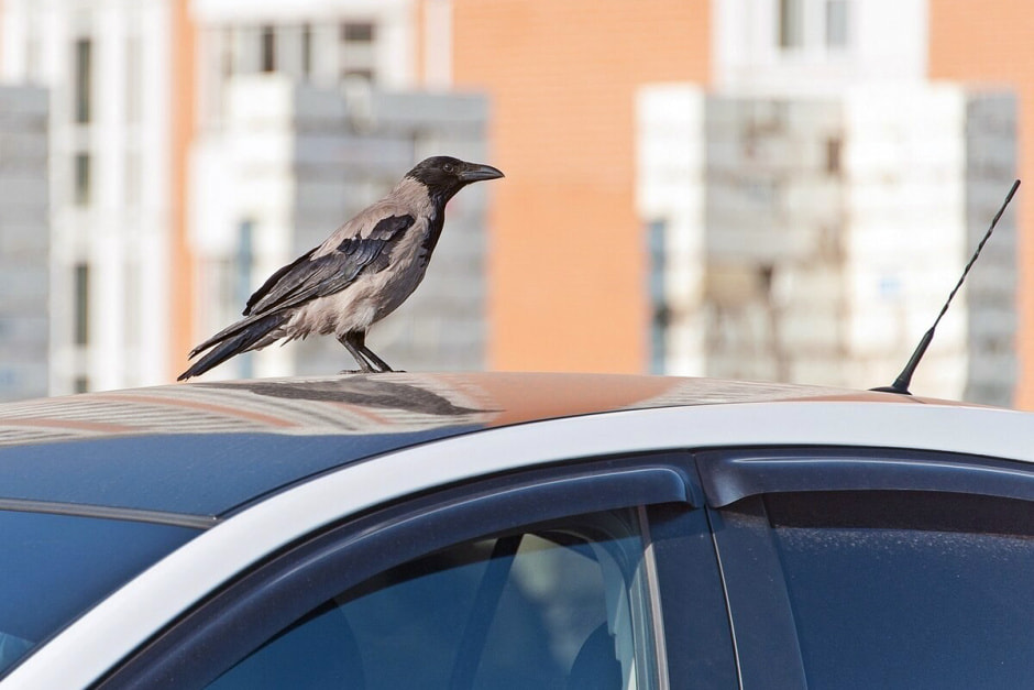 Ворона на крыше машины