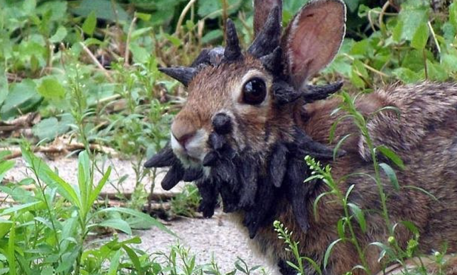 кролик-франкенштейн