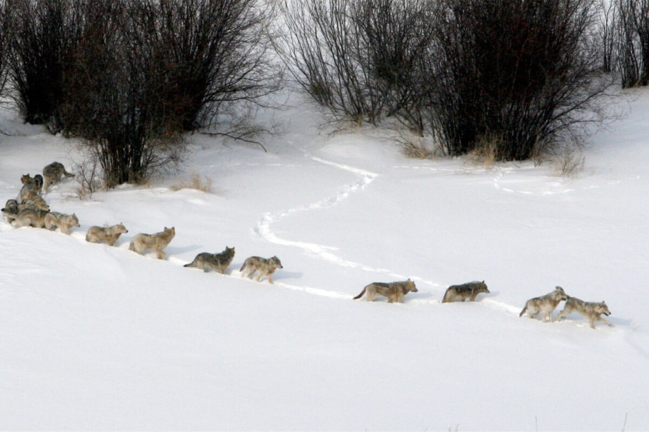 Следы животных 10.jpg