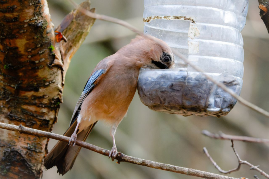 Как правильно подкармливать птиц зимой 12.png