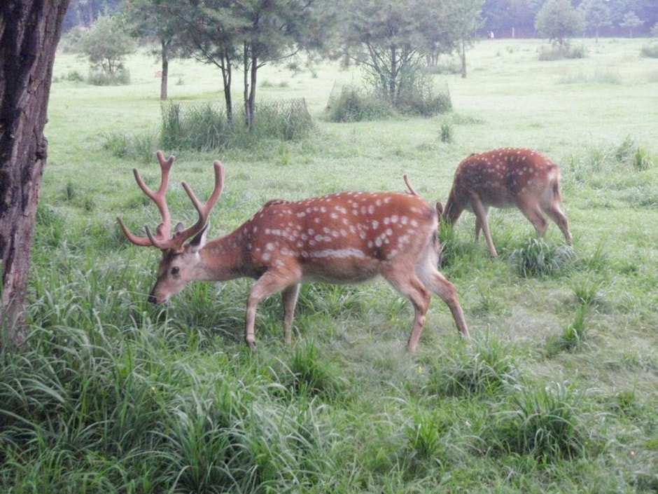 Пятнистый олень 4.jpg