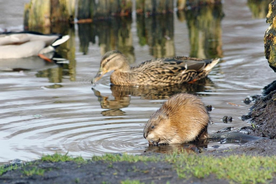 Ондатры 6.jpg