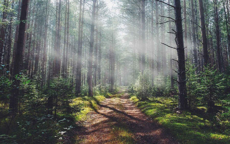 лес.jpg лес.jpg