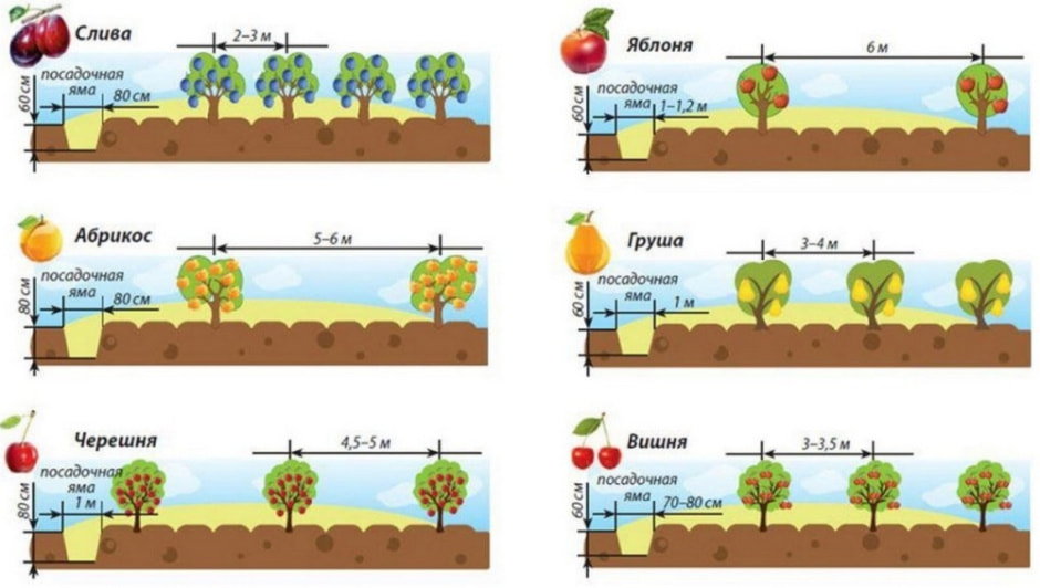 Как подготовить ямки для саженцев 4.jpg