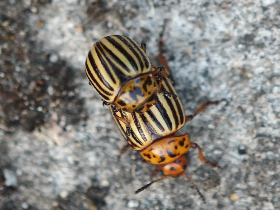 Колорад Jörg Schneider.jpg