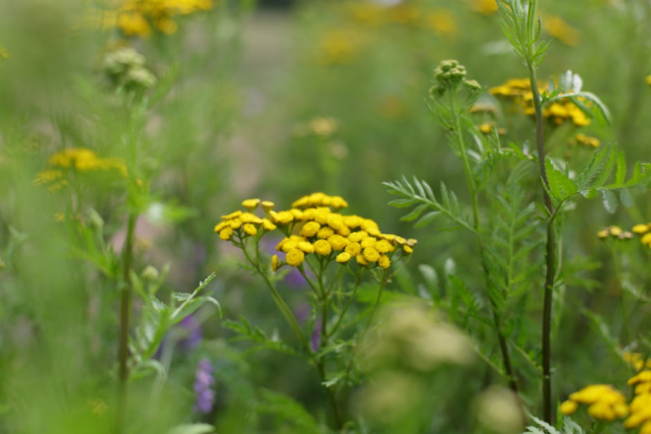 Фиточаи Калина 2.jpg