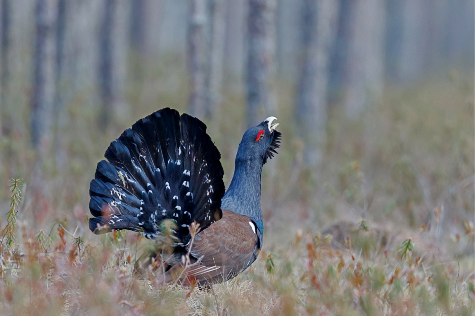 Глухари 12.png