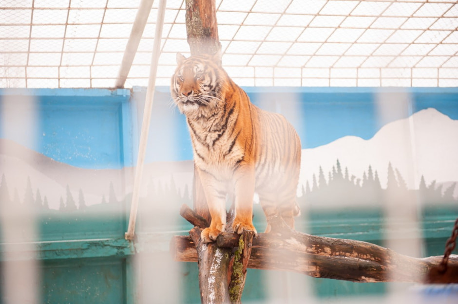 Юрий Карпилович и его зоопарк в Подгае 20.jpg