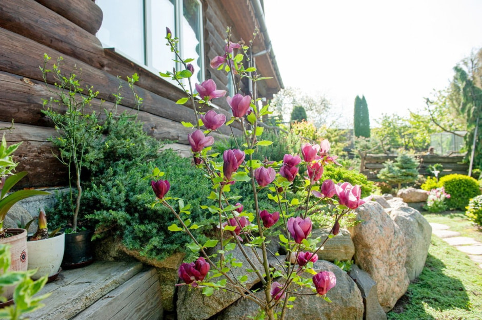 Семья Шокало и экзотический сад 5.jpg