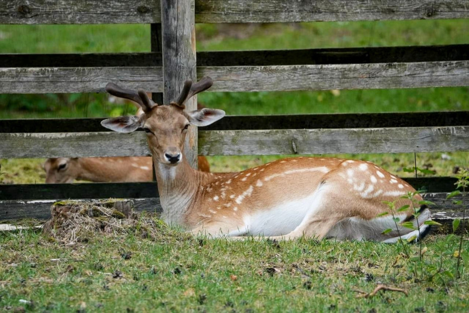 Пятнистый олень отдыхает.jpg
