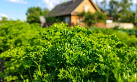 Петрушка: “посадил раз – режешь годы". Правда ли это и какие сорта выбрать?