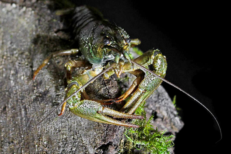 Речные раки 4.png