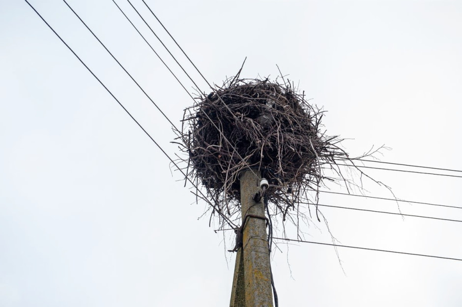 Мужчина спасает аистов 16.jpg Мужчина спасает аистов 16.jpg