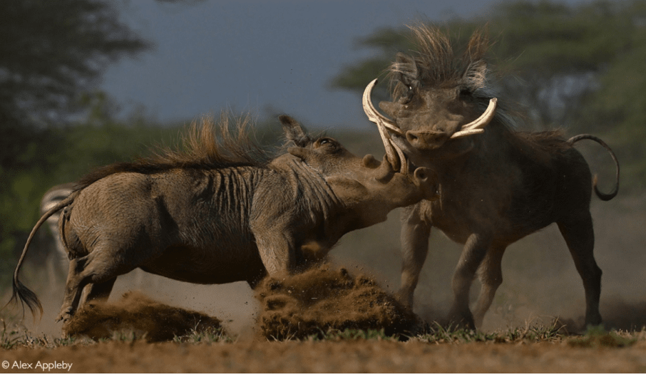 Африка-бородавочники