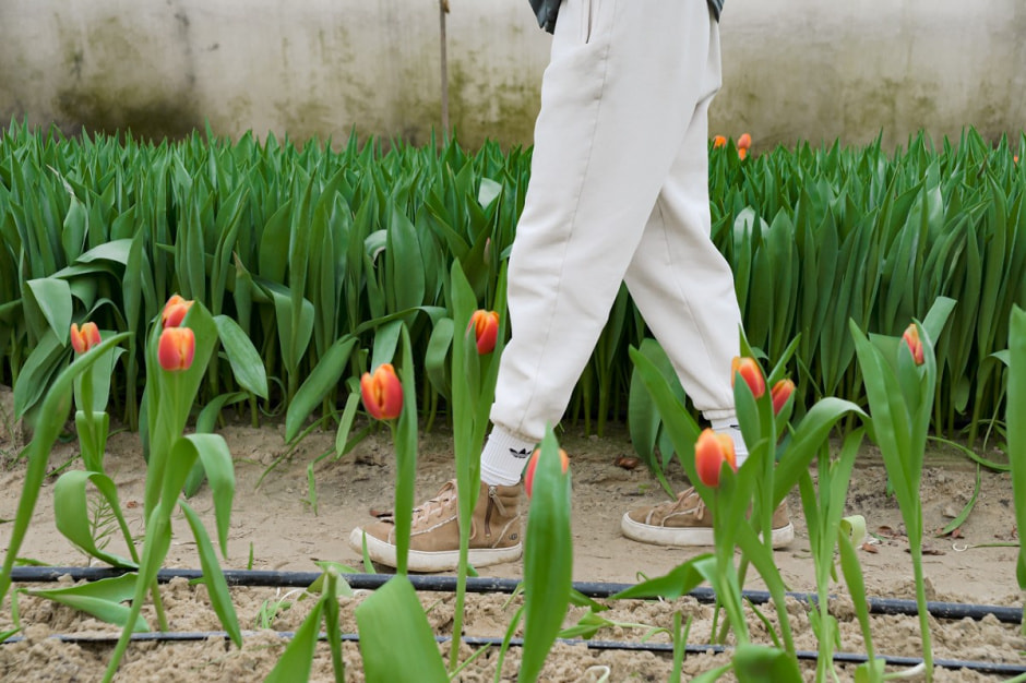 Репортаж из теплицы с тюльпанами 4.jpg