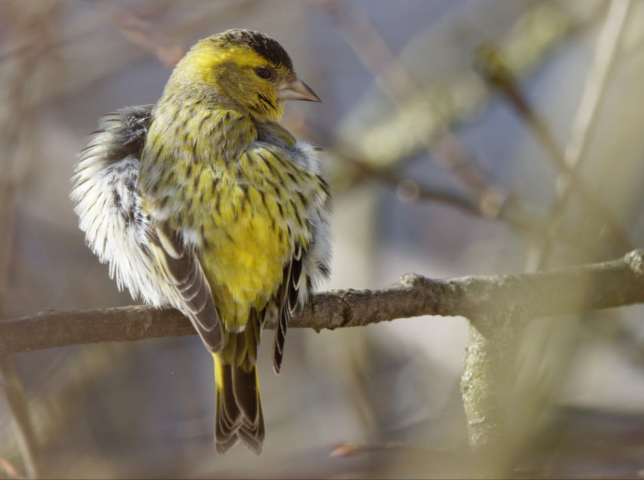 Инна Шкурко Чиж_самец на солнце.jpg