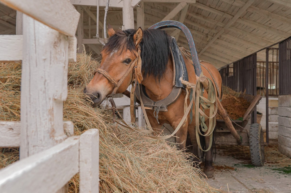 Лошади в Столинском районе 27.jpg