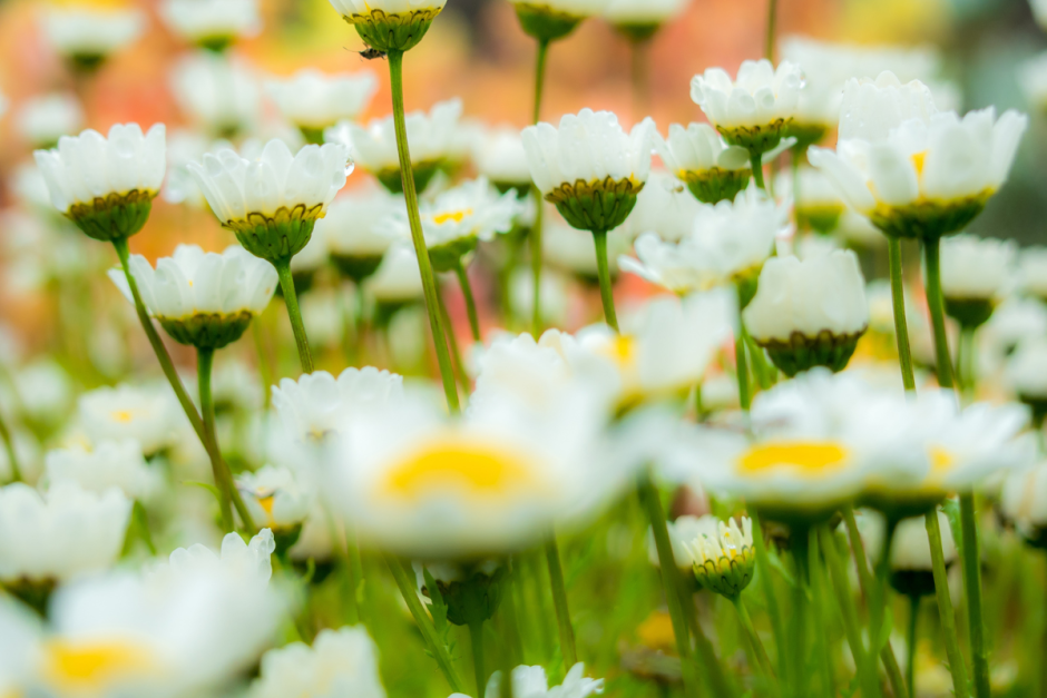 Ромашки Ромашки.png