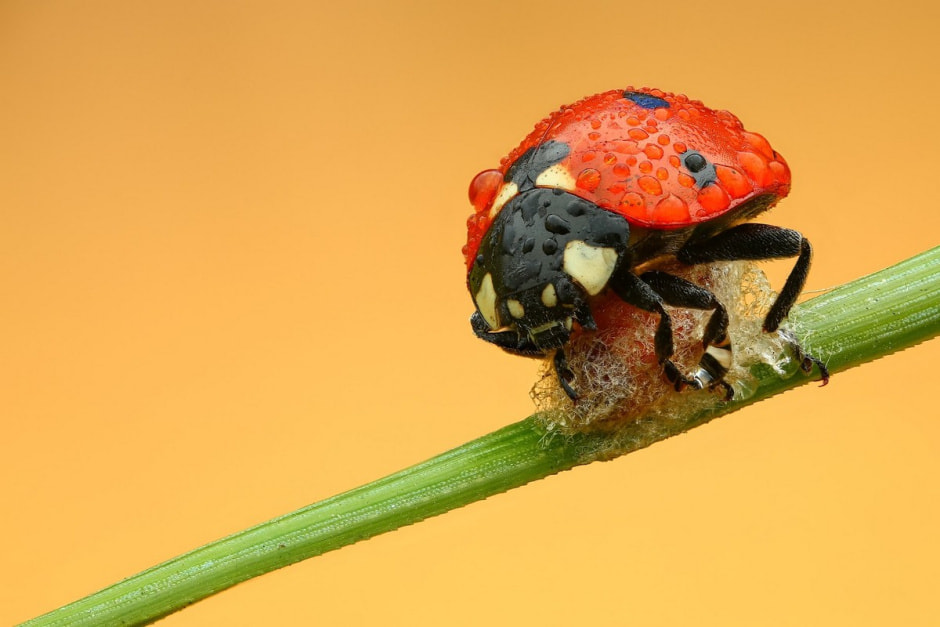 Фотограф насекомых 14.jpg