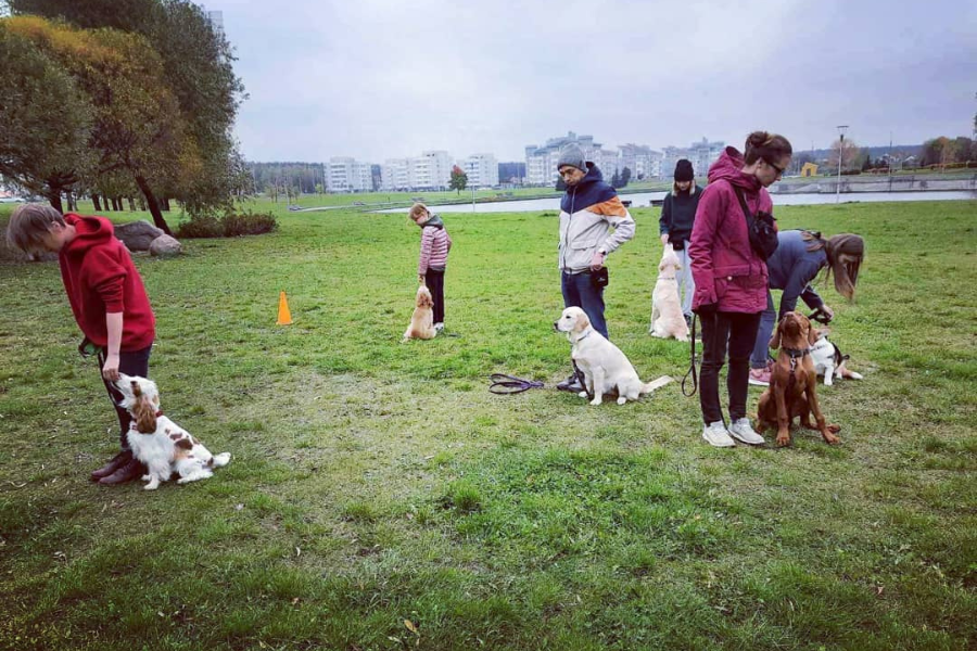 Групповое занятия дрессировка.png