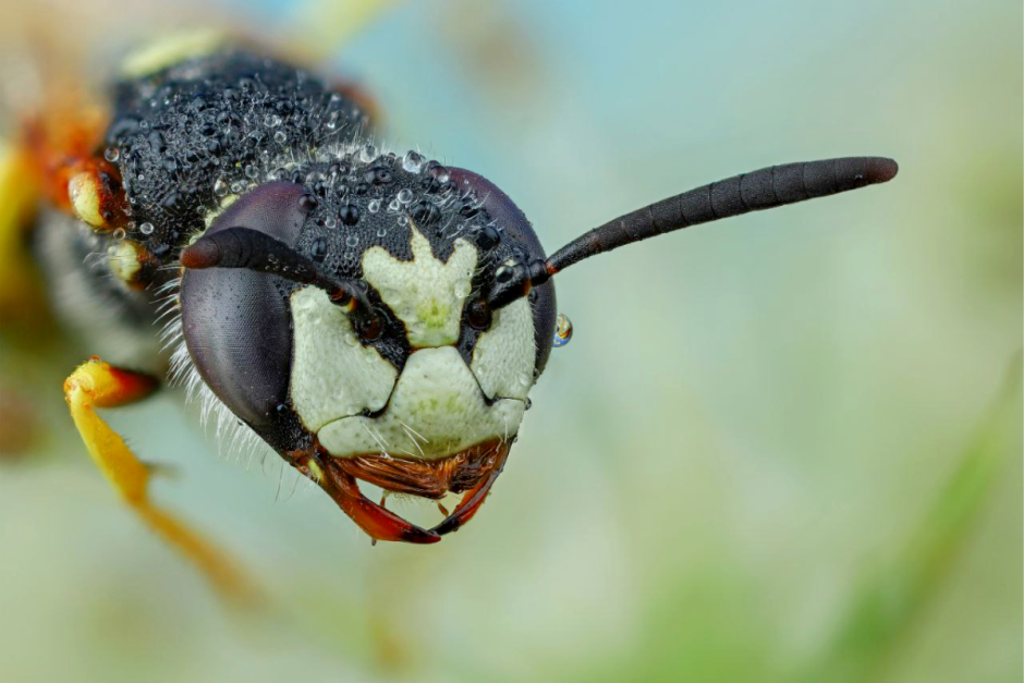 Макрофото насекомых 8.png