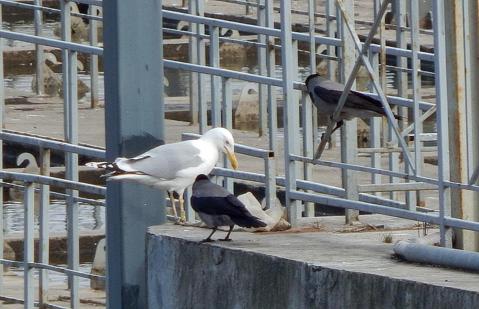 Водоплавающие птицы 3.jpg