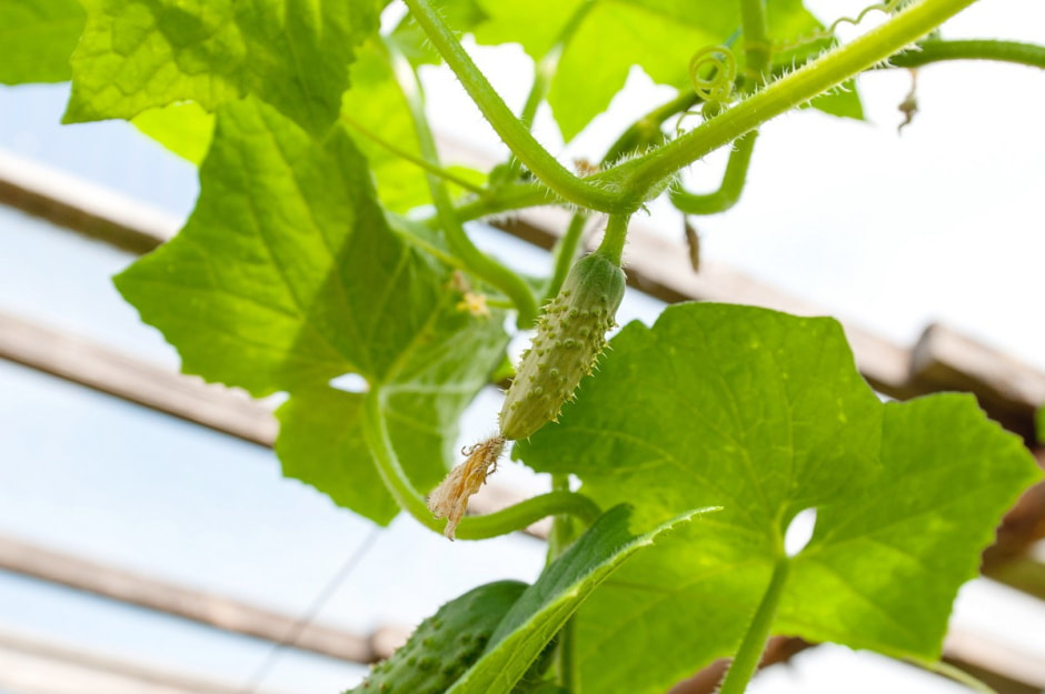 Семья Лой 20 лет выращивает огурцы и помидоры 18.jpg