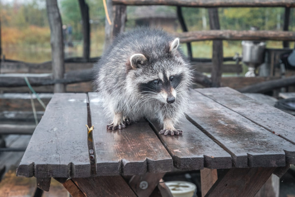 Минчанин переехал на остров в деревню 4.jpg