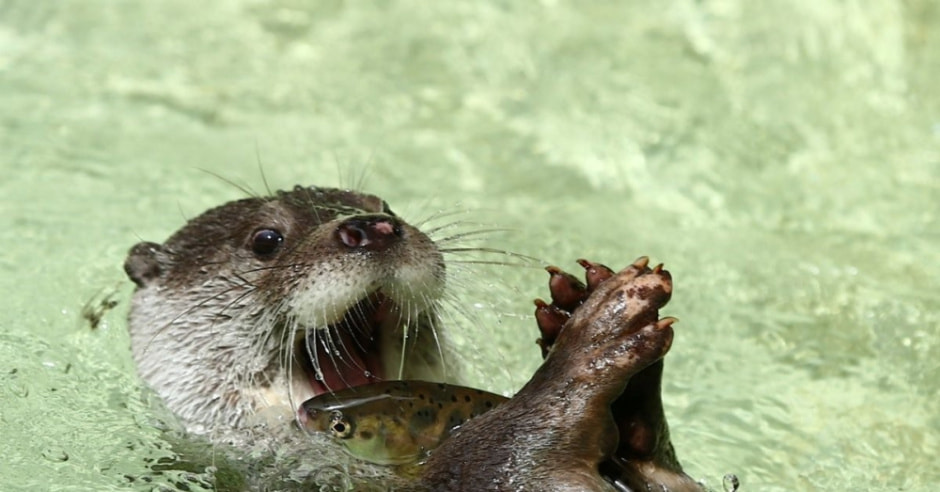 Чем интересна выдра 3.jpg