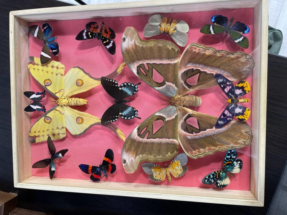 Белорусские бабочки 2.jpg