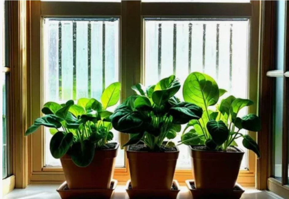 шпинат дома