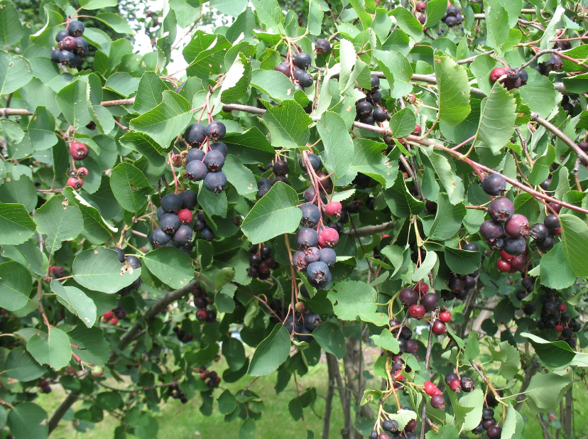 Узнали, почему иргу нельзя садить на маленьких участках.png