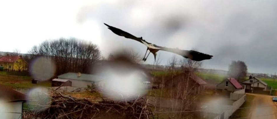 аисты1.jpg аисты1.jpg