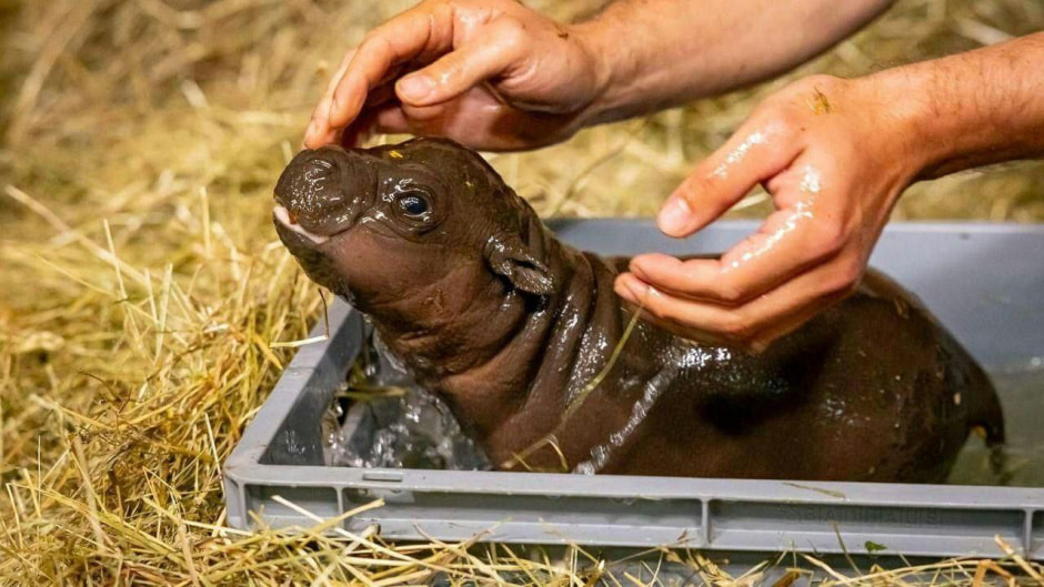 Купальщик бегемота.jpg