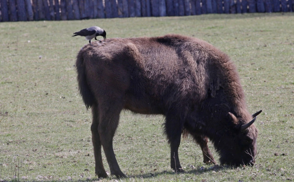 Парк животных Барановичи 7.jpg