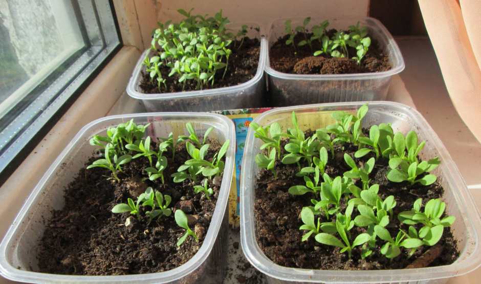 Январская рассада 3.png