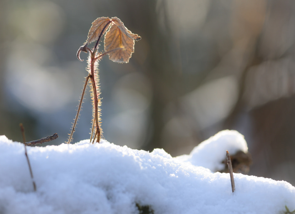 январь погода снег мороз.jpg