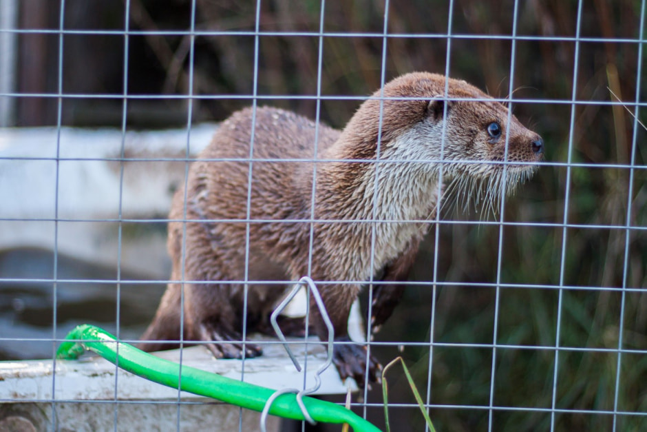 Агроусадьба Сосновый Бор 15.jpg