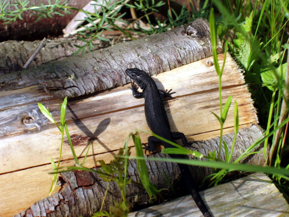 Живородящая ящерица 11_Ящерица-меланист.jpg