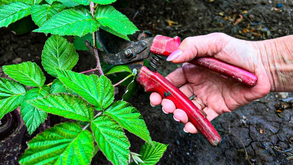 Уход за малиной