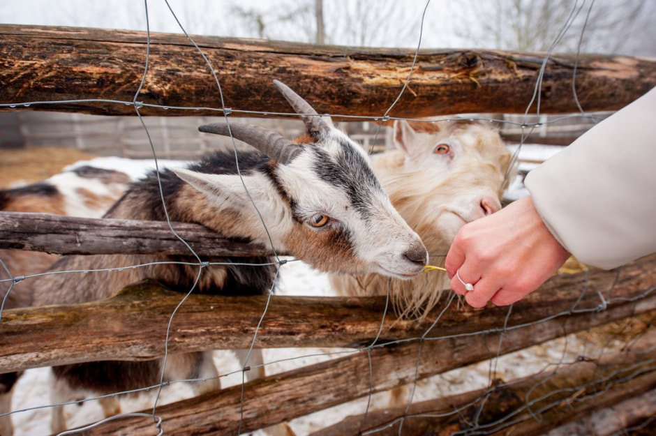 Юрий Карпилович и его зоопарк в Подгае 31.jpg